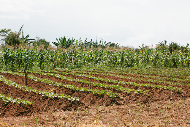 Farming: A Rhythm of Life