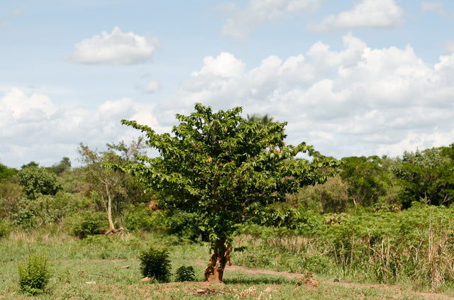 From Seedlings Do All Tall Trees Grow